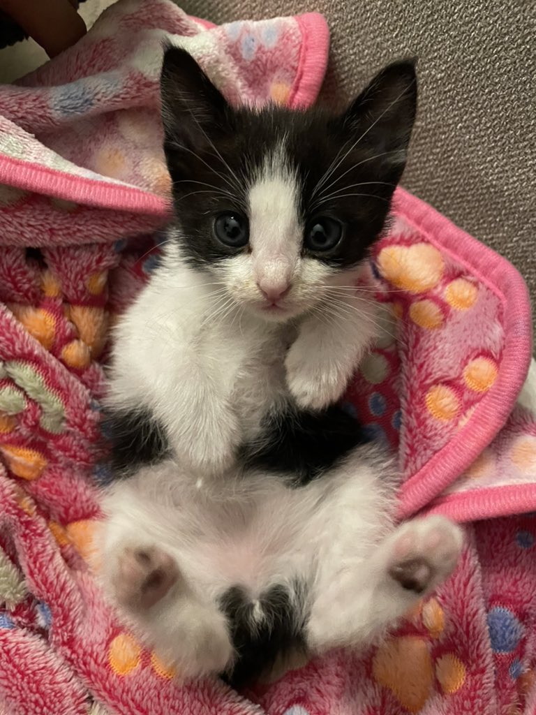 Dimitri Zografos tweet media