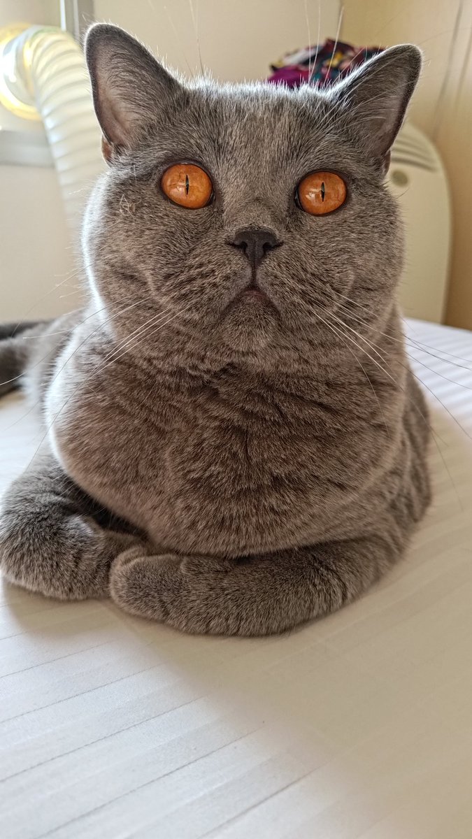 scousebr's tweet photo. @caramelodrama Esta é a Colette, 5kg de muita fofura (depois de perder 0,5 kg pq estava com dores nas patas traseiras) https://t.co/S4UkLo4831