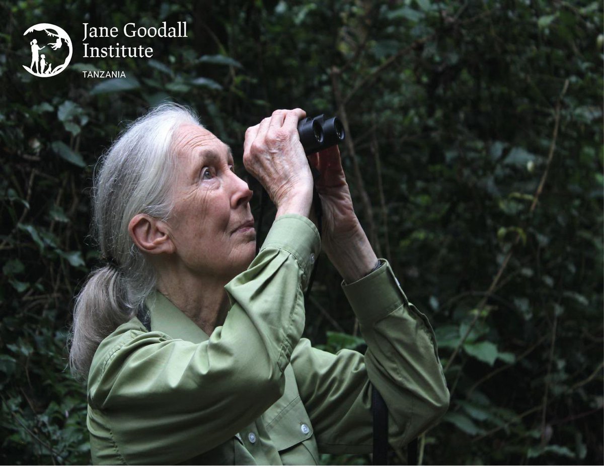🌟 A massive shoutout to all who wished Dr. Jane Goodall a happy 90th birthday! 🎉 Your love and support have been absolutely amazing. 🙏🏼#goodallday #jgitanzania #jane90thbirthday @JaneGoodallInst