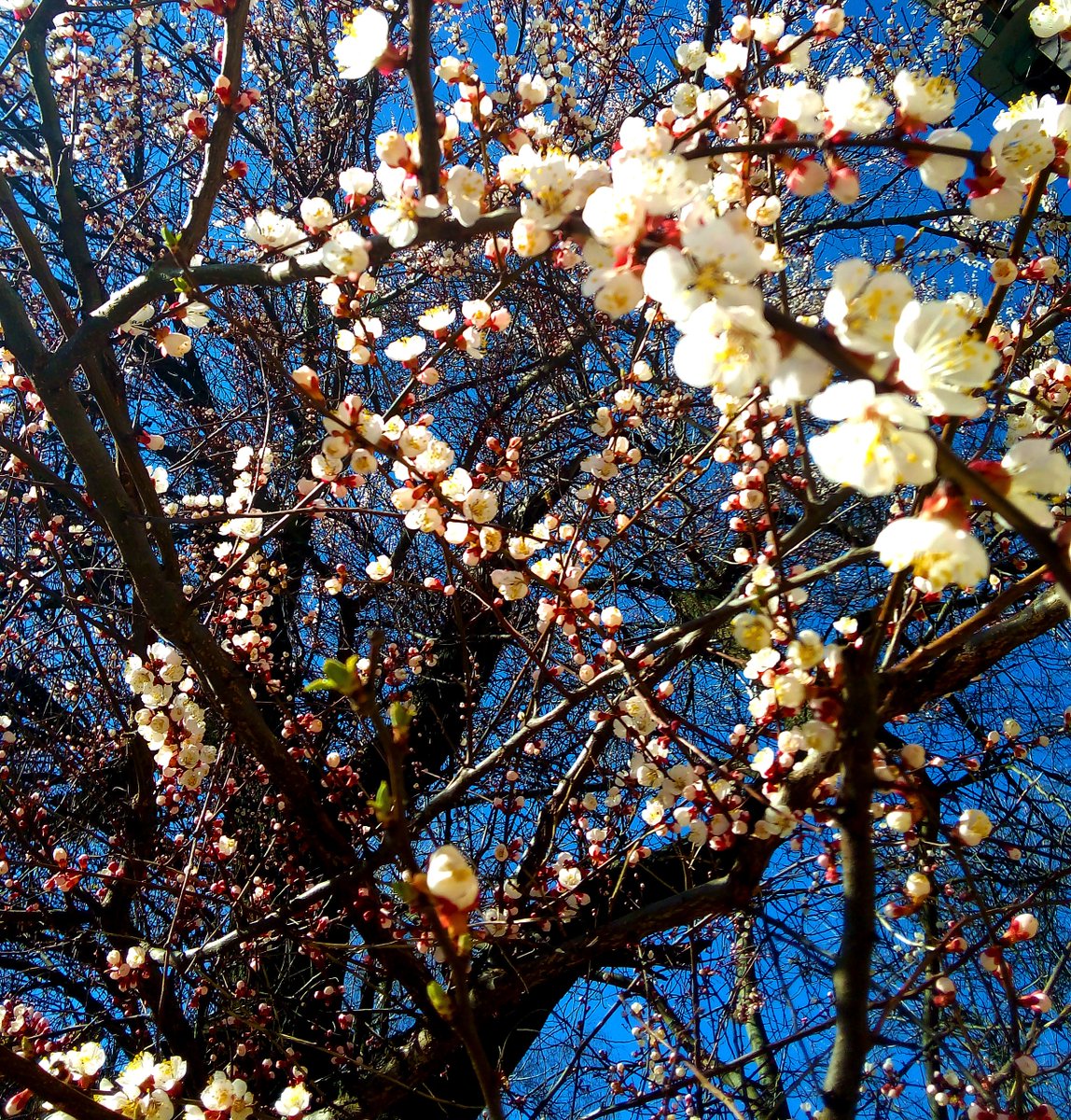 Awakening Life 

#bloom #blooming #blossom #spring #nature #NaturePhotography #naturelovers #NatureBeauty #PhotographyIsArt #photography #photooftheday #petals #photo #beautiful #フォト #春 #自然 #美しい #花びら #花 #apricot #apricotblossom #apricotblossomfestival