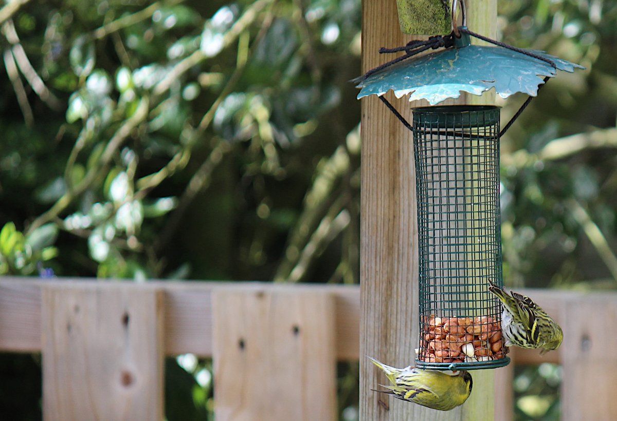 Some new visitors to the garden this year.  Green finches, I believe.