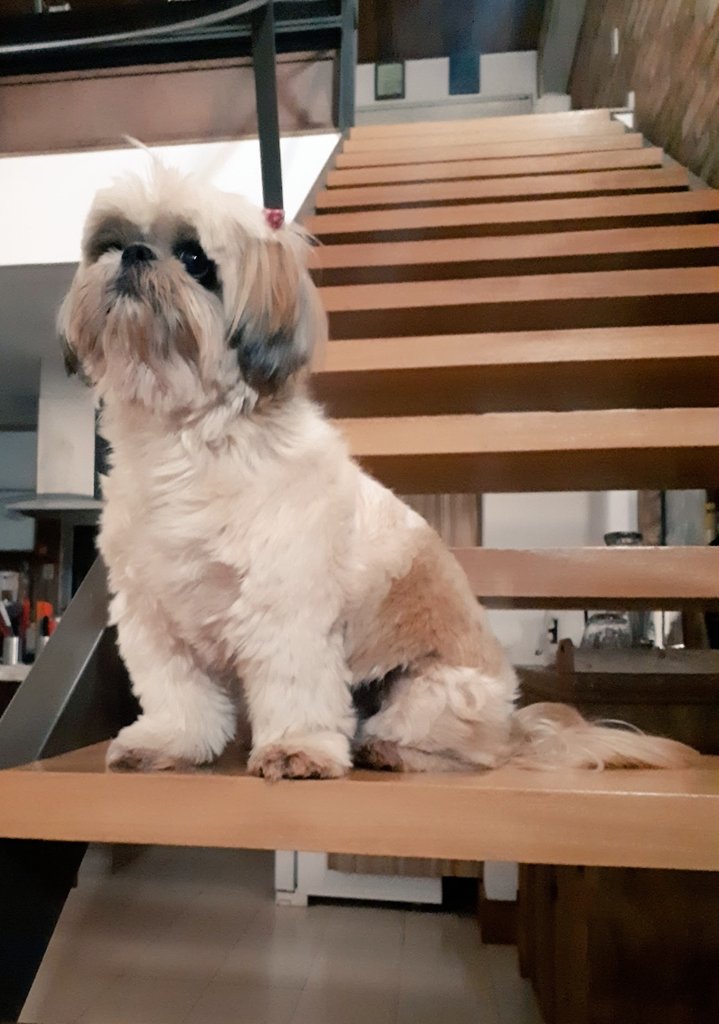 resegundaconta's tweet photo. Há quem diga que cachorros não devem ser tratados como humanos. Mas como diferenciar o amor? Amor é amor e ela foi sim minha filha por 9 anos.
#diadosfilhos
♥️ https://t.co/kV5NW72yVm