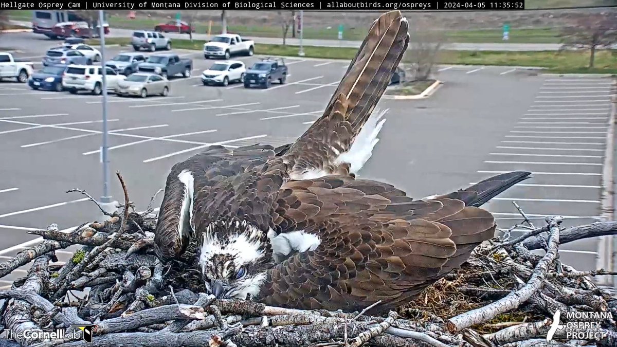 11:35, 4/5 Our first osprey salute of the season from Iris.
#HellgateOsprey