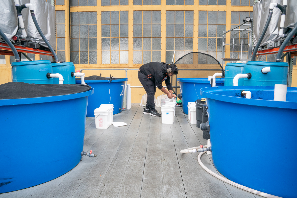 Despite the 🌧️ weather, our test team has been hard at work! We've been testing with white #sturgeon, which are native to the #SFBayArea. 🐟

To learn more about our #fishpassage testing and our work to #engineer #fishsafe #hydropower, please visit bit.ly/3J64KA3!