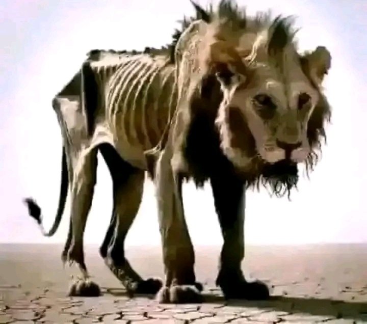 staneve02's tweet photo. Pastor:  Everyone has a lion in them

The lion in me https://t.co/HCqRHhLnFt
