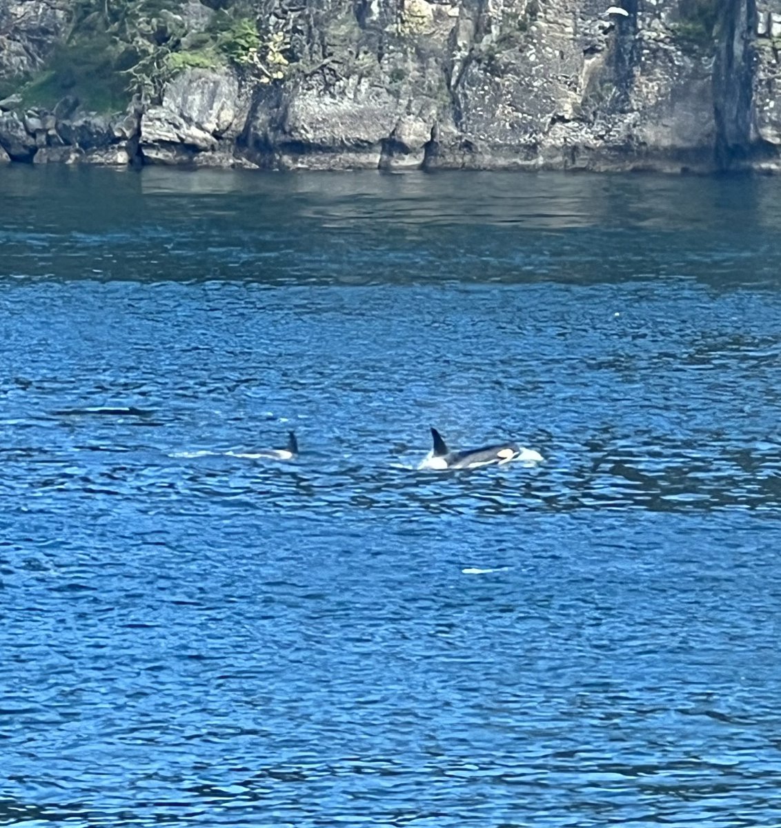 Here, have some whales, as a treat. Is Ceto blessing me for writing about her daughter while sailing through Pontus? ❤️🐍🐋