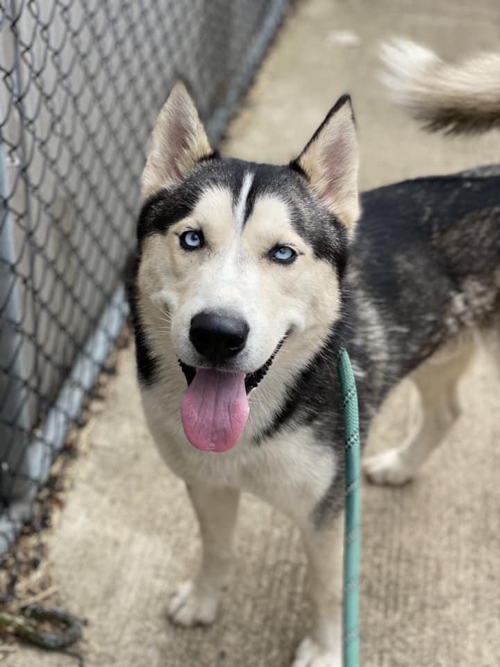 #FactFriday: Huskies are escape artists!❄️ We have 10 gorgeous huskies at CACC that need homes! A few are already available for their forever homes. Can you handle their wanderlust? Come visit & see if you have what it takes to be a Husky hero! #HuskyLove #ForeverHome