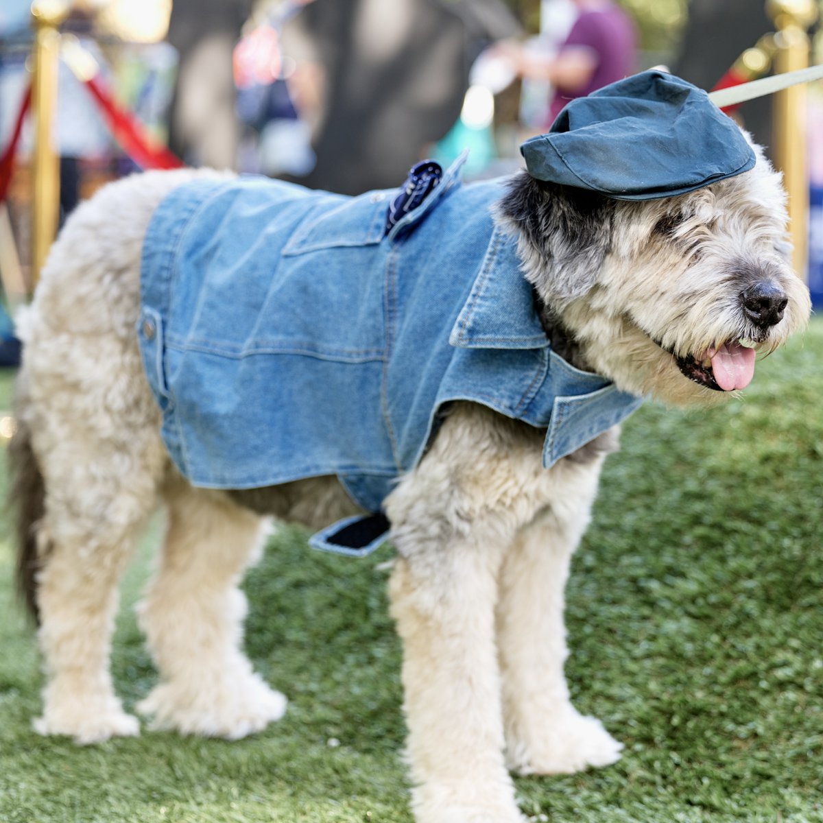 Are you ready for ✨the✨ Midtown event of the season? Midtown Mutt Gala is back on April 28! Picture the iconic Met Gala but for dogs. Adorable right? 😍 𝗘𝘃𝗲𝗻𝘁 𝗗𝗲𝘁𝗮𝗶𝗹𝘀: 🗓️ April 28 🕑 2 pm - 5 pm 📍10th Street Park Visit the link for info: bit.ly/3J6dHJL