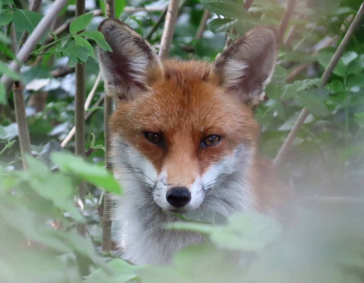 I was being watched from the undergrowth this evening 📷🦊🙂💚👍 #Ramsgate #garden #wildlife #FoxOfTheDay