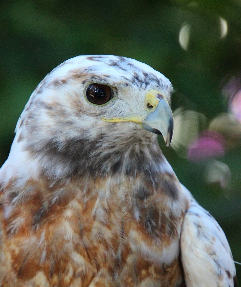 LillieDeans's tweet photo. #leucistic #redshoulderedhawk #flyawayfriday #birdsofprey #photography https://t.co/Z3NR9adfri