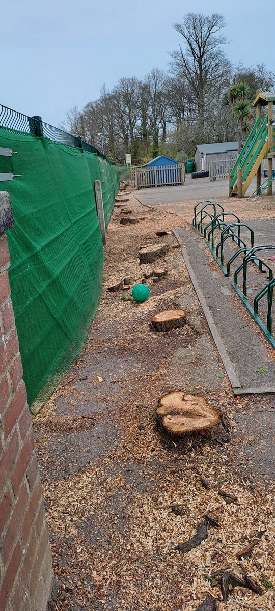 Very surprised today by the felling of 26 trees at Highcliffe St Mark’s school. The evergreens had been a feature for decades. They'd provided a privacy screen & sunshade for kids using the roadside playground, & a good carbon screen from cars. The felling seems needless. 1/2