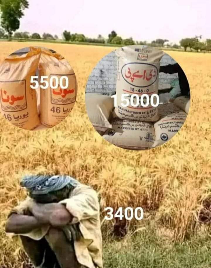 جنوبی پنجاب کوہ سلمان کے دامن گندم کی کٹائی کا کچھ دن میں جاری ۔کسانوں کو سرکاری قیمت بھی نہیں دی جا رہی ،حکومت کی ناقص پالیسیاں کسانوں کے نقصان کا سبب بن رہی ۔