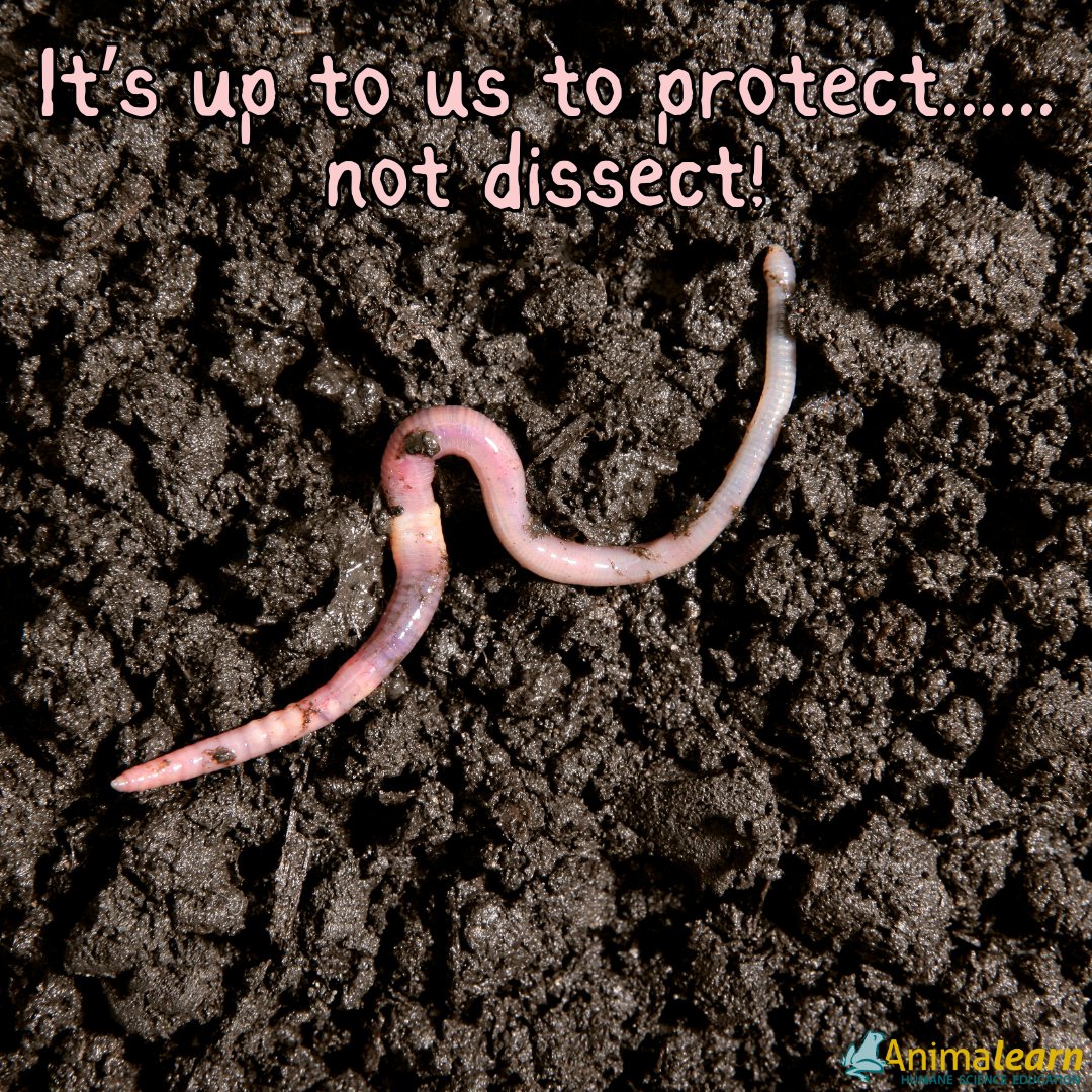 All living beings deserve our respect.🪱Say 'No!' to dissection. #earthworm #worm #worms #humanescience #humaneeducation #teachers #scienceeducation #animalearn #science #lifesciences #anatomy #biology #scienceteachers #sciencetwitter #teachertwitter #edutwitter #k12