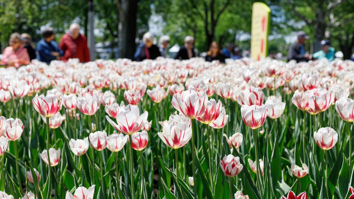 As the Canadian Tulip Festival tries to stay afloat among financial worries, one local professional has volunteered to run communications for the organization and hopes others might feel compelled to offer their support. #CommissionersPark #DowsLake obj.ca/comms-pro-volu…