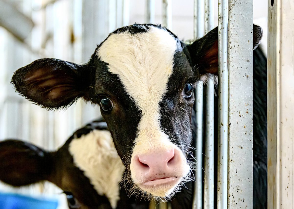 Hundreds Of Thousands Of Newborn Dairy Calves Endure Long & Grueling Journeys Across The U.S. Every Year 💔🐄

READ MORE: 🌍👉 worldanimalnews.com/hundreds-of-th…

#cows #factoryfarm #farmanimals #animals #PlantBased