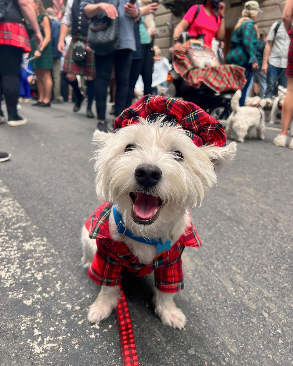 The 2024 New York City Tartan Day Parade (@nyctartanweek) marches up Sixth Avenue tomorrow, in NYC’s biggest annual display of Scottish culture. 🇺🇸 🏴󠁧󠁢󠁳󠁣󠁴󠁿

Find out more about the Tartan Day Parade ⬇️
bit.ly/3nq01lo

📸 @WestieVibes

#TartanDay #TartanDay24 #NYCTartanWeek