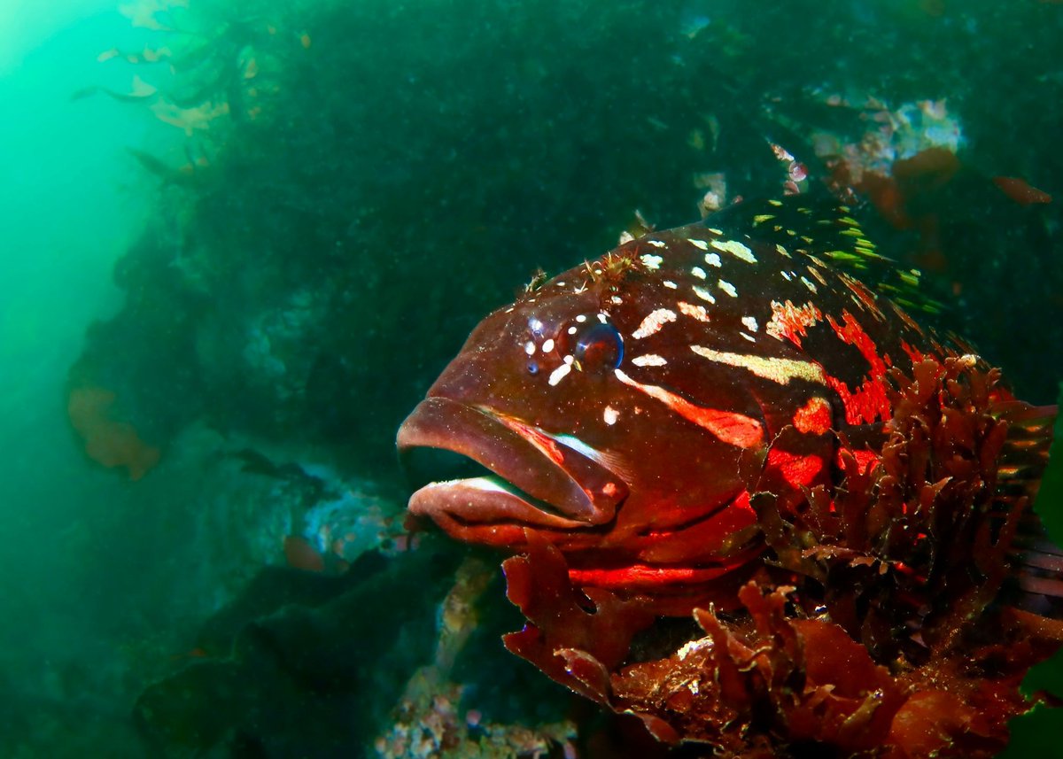 Photo Friday!
Featuring our buddy Rocky the rock greenling, spotted at Seacrest Cove 2. It took a while to convince people he was real, but he gained quite a fan-following.

📸 Olivia Carros
 <a href="/olivia/">olivia clare</a>.scubas