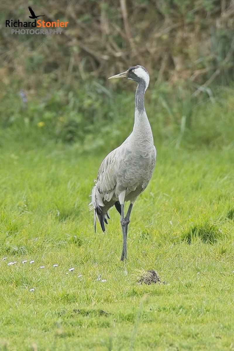 Common Crane on St Mary's, Scilly