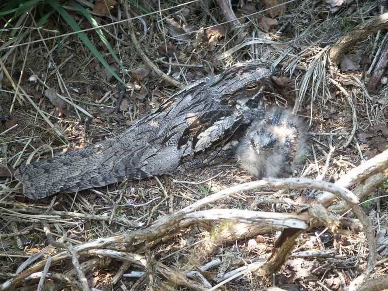 DevonWildlife's tweet photo. #ThanksToYou @NationalHighways through #Network4Nature, DWT plans to restore 38 hectares of lowland heath at Chudleigh Knighton Heath nature reserve.
The works will enhance habitat for the rare narrow-headed ant, as well as other species like nightjar and great crested newt. 1/2 https://t.co/tW4zIHjf6I