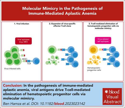 Antigens associated with persistent viral infections can mimic epitopes presented on hematopoietic progenitor cells. ow.ly/TZyO50R8JU8 #hematopoiesisandstemcells #immunobiologyandimmunotherapy