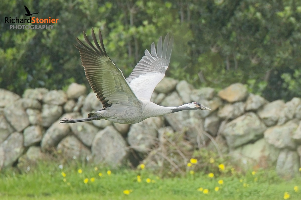 Common Crane - St Mary's. Take off!