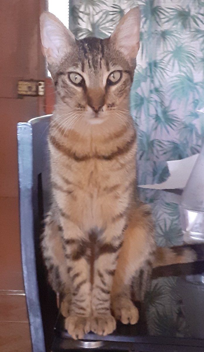 yuleinw's tweet photo. @justmepepper Espera, esa no es mi gata? Jakska https://t.co/58TohN5f12