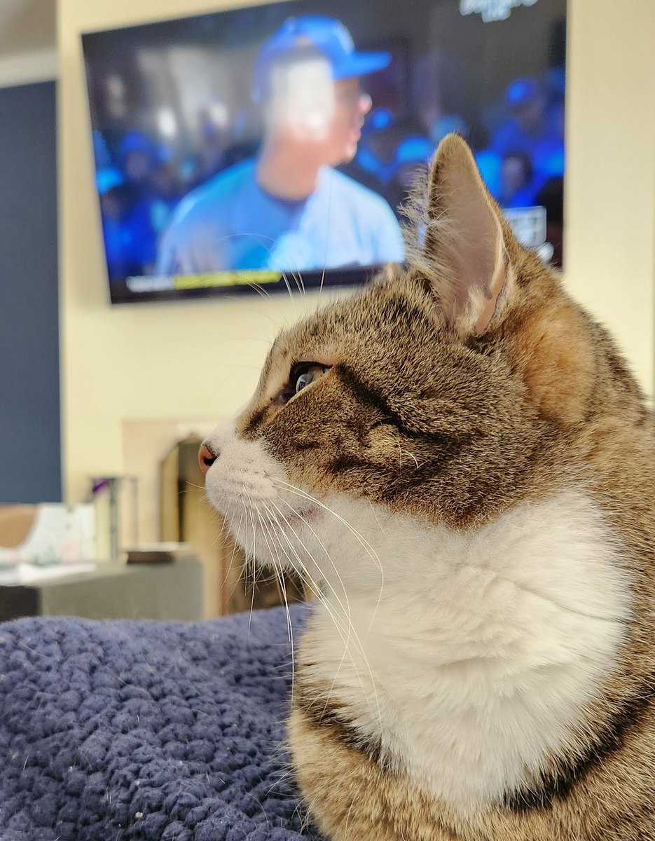 Rally Cat tweet media