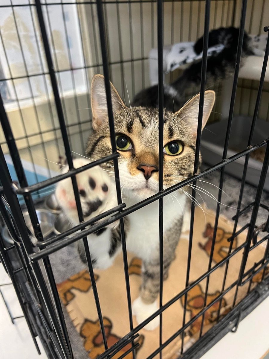 Blacksad and his impressive thumbs are available for adoption! 👍 He’s just 9 months old but was an emergency surrender due to needing a surgery for urinary blockages. We were able to save his life thanks to your donations, and now we are trying to find him a home!