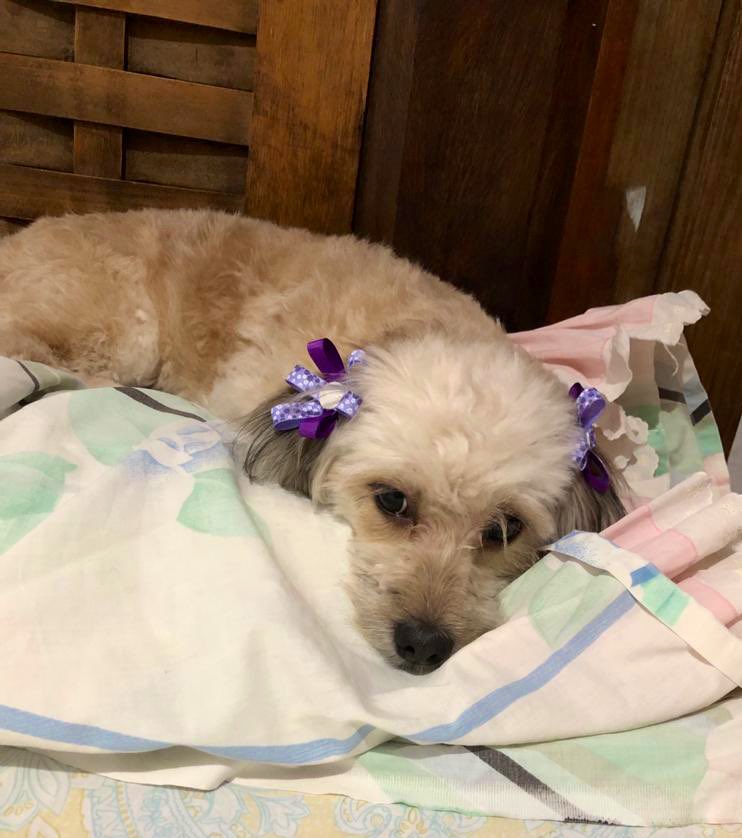 jissus35's tweet photo. Se estresa cuando va al salon de belleza🐶

Fi-Ji💜 https://t.co/j2iCSUXCh7