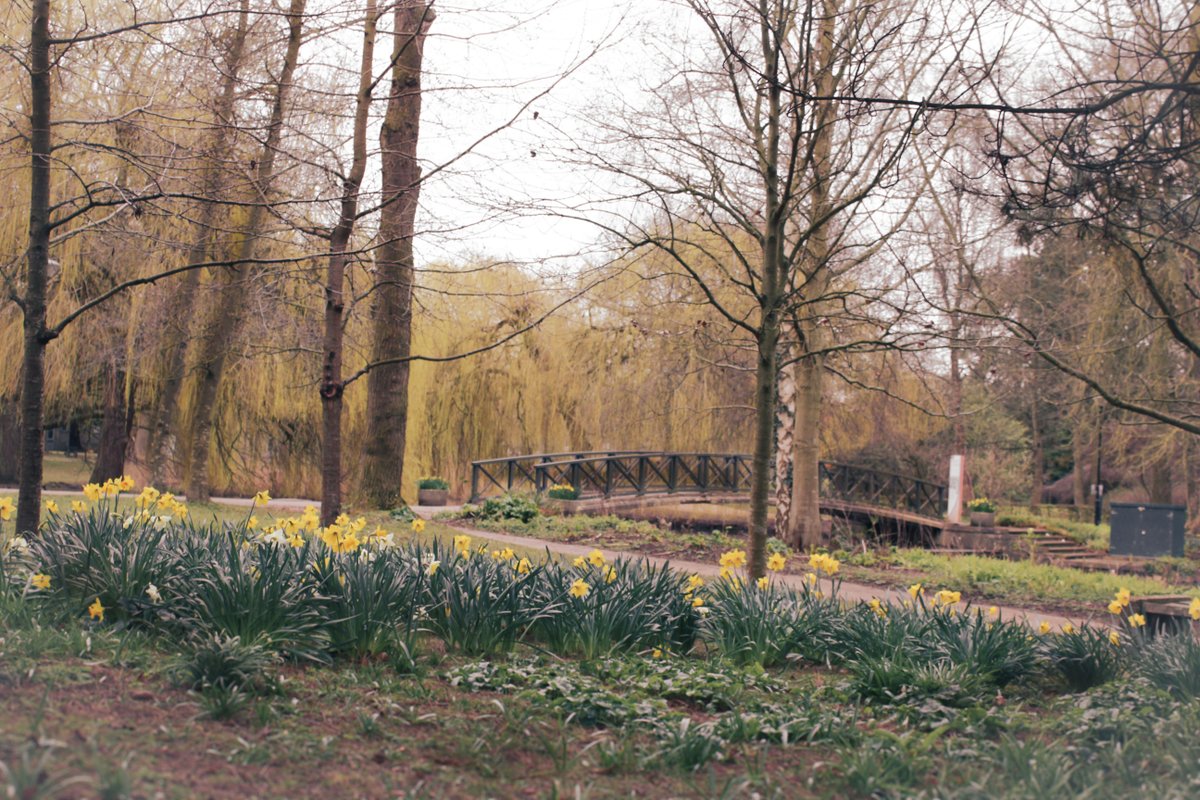 It's been a gloomy week here in York but the daffodils in bloom on campus have made things a bit brighter🌱☀️ If you happen to be in the city this weekend, why not go for a spring walk around campus?👣