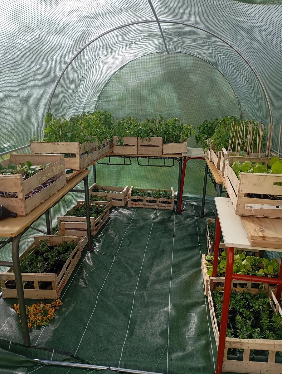 JeanRostandGers's tweet image. 📢 Nouveauté au @JeanRostandGers : le Jardi&apos;Ulis ! Mini entreprise + serre pédagogique = vente de plants à venir 🌼🍅🥒🫑 parfait pour les 🥗 cet été ! @dsden_32 @eddtoulouse @svt_tls @EPAOccitanie #liaisoncollegelycee #partenariatAdriana #parcoursAvenir #minimaiscostaud #peac