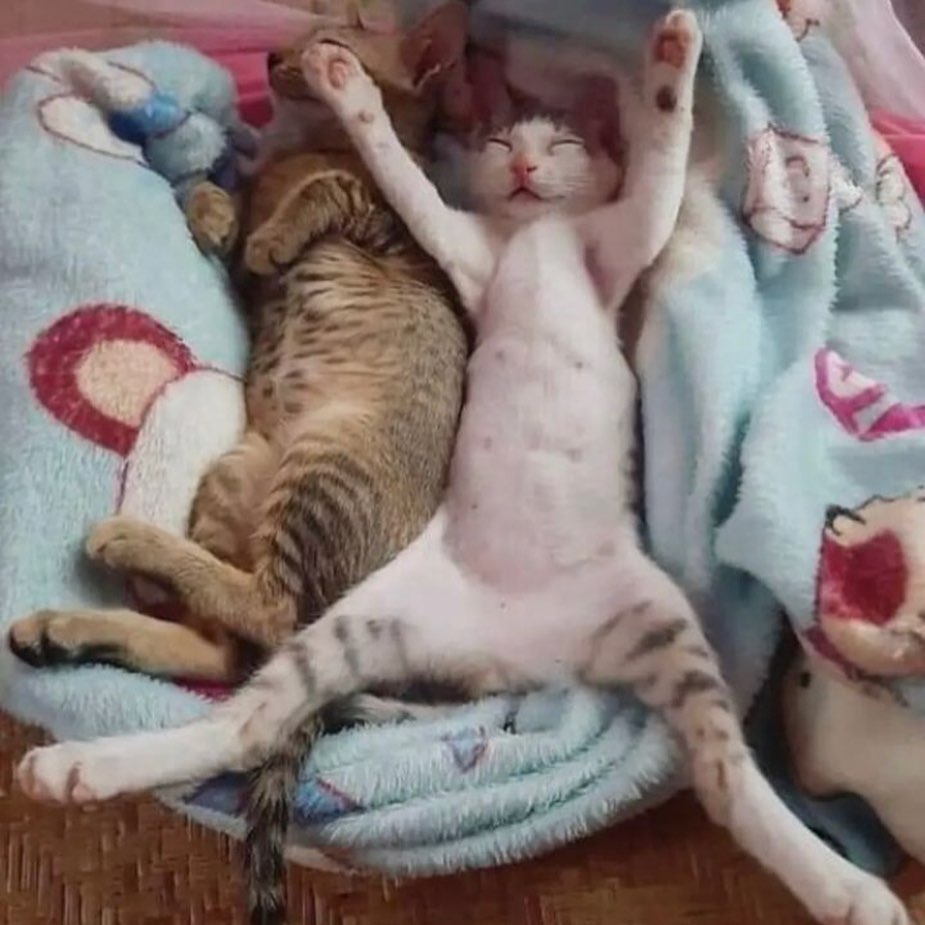 Punch Cat (@punchingcat) on Twitter photo 