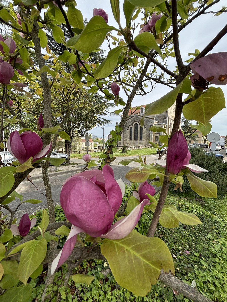 FoPerrens's tweet photo. Arbre de judée,magnolias,glycine dégagent leurs parfums enivrants qui subliment notre si bel hôpital ⁦@ch_perrens⁩ un parc magnifiquement entretenu par nos  jardiniers
Ambiance bucolique paisible pour le plus grand plaisir des patients.⁦@SanteMentale⁩ ⁦@Unafam⁩ https://t.co/3nGFUV9Ewk