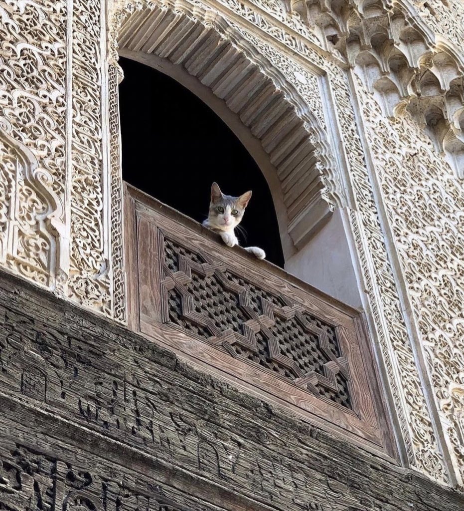 Moroccan Royal Academy tweet media