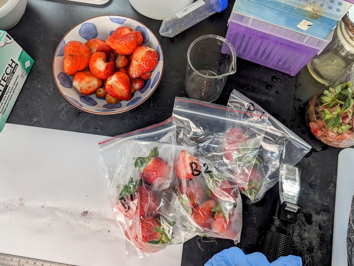 Pyrex963's tweet photo. 檢測完的草莓
常常被拿去亂玩
不知道學長在想什麼
硬是把整碗捧去麥當勞
在店員面前丟進冰炫風裡 https://t.co/ldU1B4XIr3