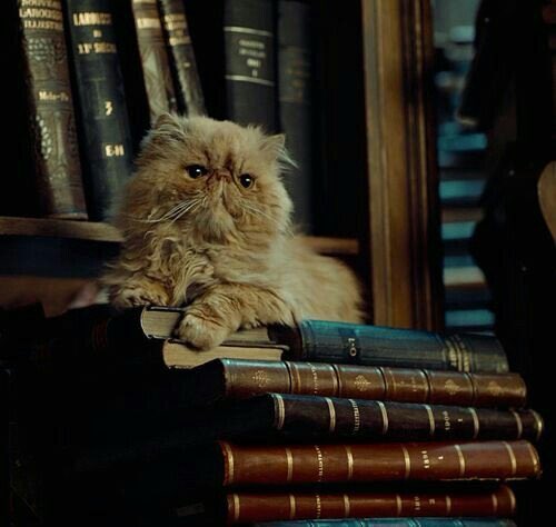 Harry Potter ⚯͛