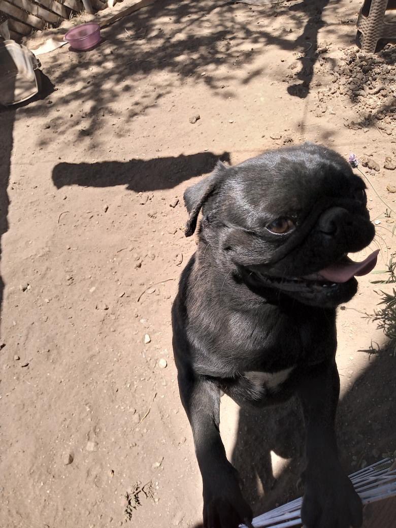 Alina_Gag's tweet photo. Estos pugs la están pasando muy mal. Están en el completo abandono, mueren de hambre y sed y están muy flaquitos. Buscan hogar temporal o definitivo. Puede ser separados o juntos. Tienen 3 añitos. 💔

Es en la Ciudad de México / Estado de México https://t.co/d0sWPuOhnL