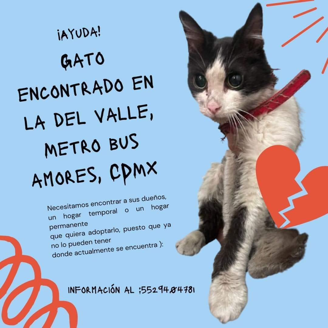 LA_MOCCATA's tweet photo. @BJAlcaldia @DelValleSurBJ @NarvarteVecinos por si alguien ha publicado sobre este gatito extraviado https://t.co/X40za4aCOi