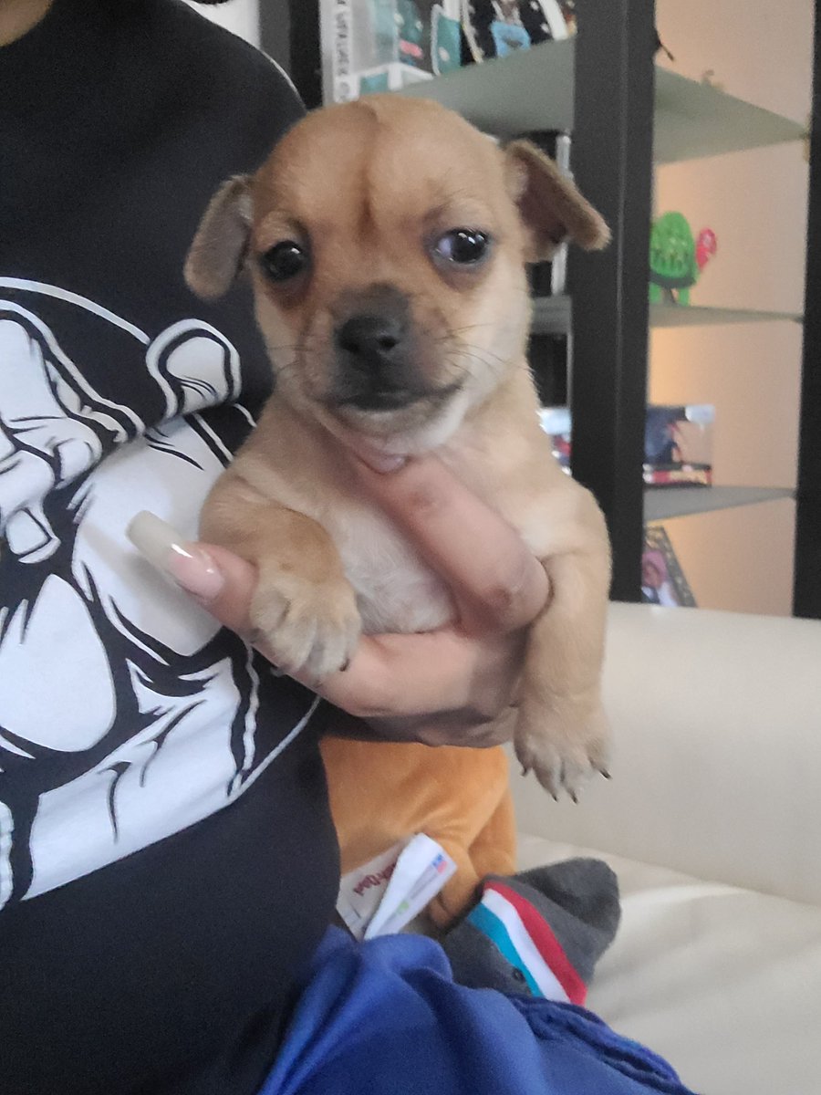 mslexx88's tweet photo. Puppy is ready for his furever home
#Chihuahua #malepuppy https://t.co/Ws8pkY5bre