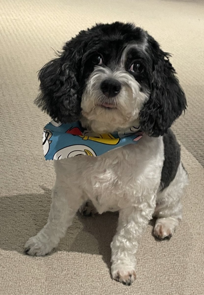 JonLeeOSC's tweet photo. Itโs haircut Friday. #HowYouDoin #MaisieTheCavapoo https://t.co/dQBhzb8614