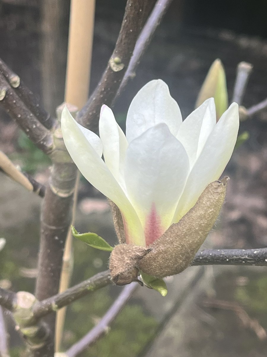 Cherry blossom & Magnolia are a sure sign of spring #GardenersWorld