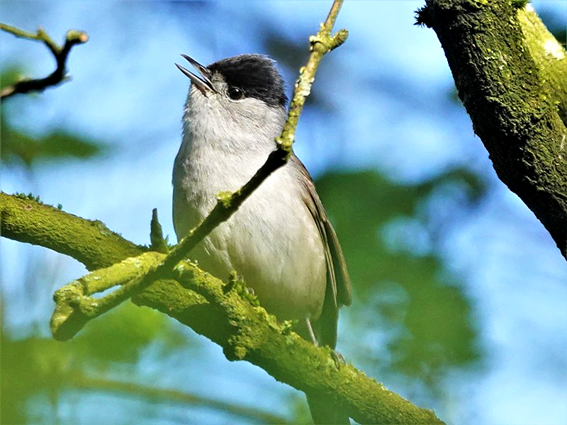 Here are Ed Wilson's sightings from today at Priorslee Lake and The Flash, Telford, Shropshire @sosbirding @BC_WestMids @My_Wild_Telford @BTO_Shropshire @ShropBotany Today's Photo: A male Blackcap friendsofpriorsleelake.blogspot.com/2024/04/5-apr-…