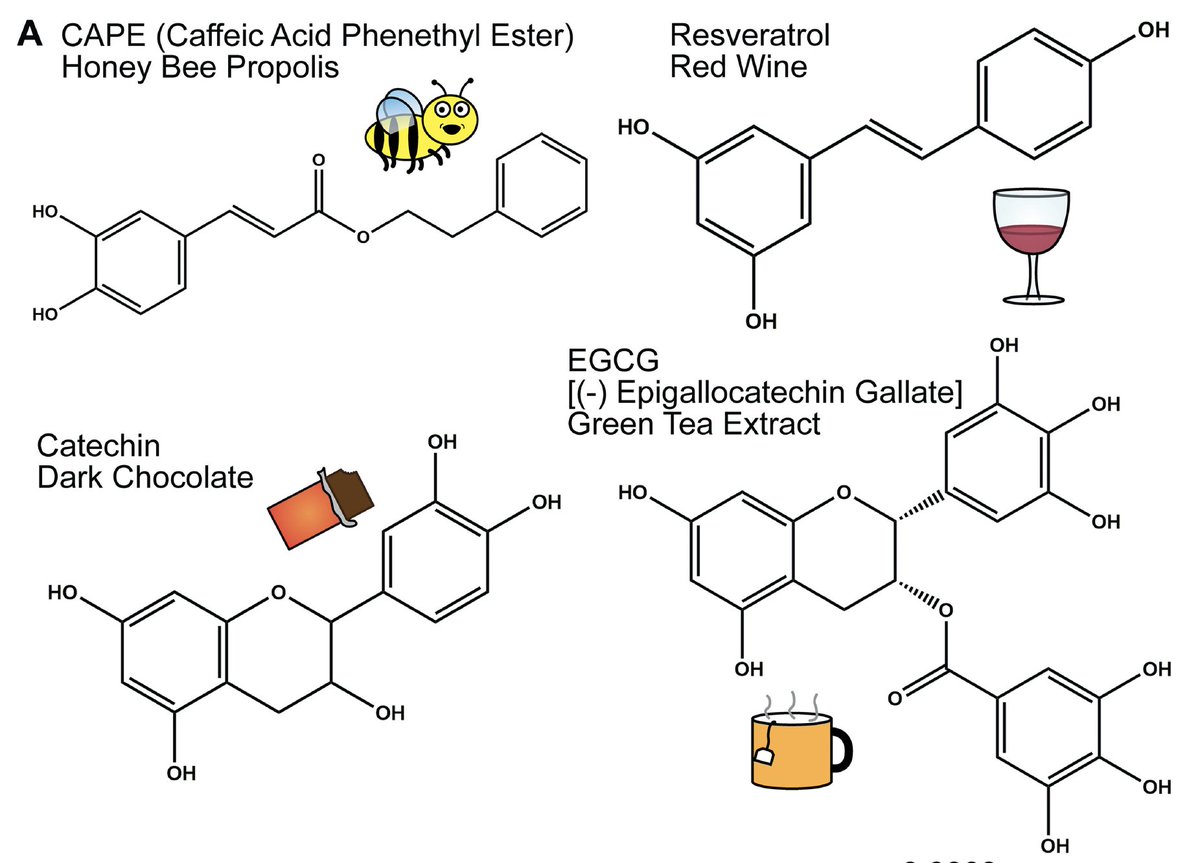 Mulvey Lab (@mulveylab) on Twitter photo Can plant phenolics be used to combat recurrent UTI?
Plant phenolics inhibit focal adhesion kinase and suppress host cell invasion by uropathogenic Escherichia coli | Infection & Immunity journals.asm.org/doi/10.1128/ia…
<a href="/GlobalUti/">UTI Global Alliance</a> <a href="/UofUResearch/">Research at the U</a> <a href="/UofUBiology/">University of Utah School of Biological Sciences</a> <a href="/3iu/">3iu</a> Can plant phenolics be used to combat recurrent UTI?
Plant phenolics inhibit focal adhesion kinase and suppress host cell invasion by uropathogenic Escherichia coli | Infection & Immunity journals.asm.org/doi/10.1128/ia…
<a href="/GlobalUti/">UTI Global Alliance</a> <a href="/UofUResearch/">Research at the U</a> <a href="/UofUBiology/">University of Utah School of Biological Sciences</a> <a href="/3iu/">3iu</a>