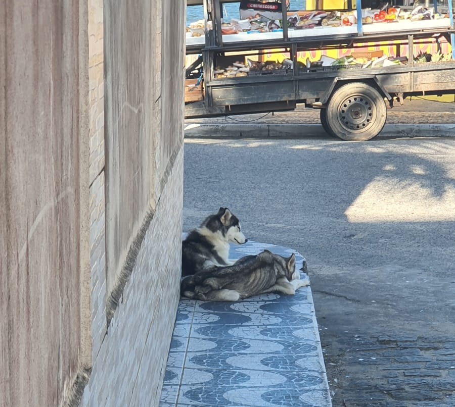 Abandonaram 2 huskys, estão pele e osso, colocamos água e ração para eles, mas não tem como colocá-los em casa (Entre eu e minha irmã, são 12 cachorros aqui) Agora, estão na esquina Tou com tanta dó.. 🥺