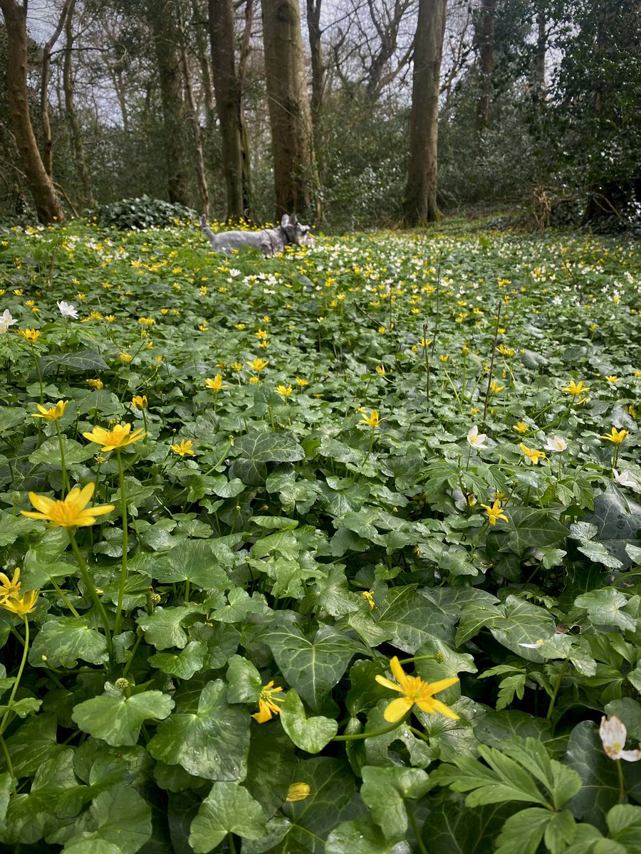 Thick carpet of Wood Anemone and Lesser Celandine (I think?) in local ancient woodland (and a schnauzer who refuses to come back because he thinks he’s spotted a 🐿️)!