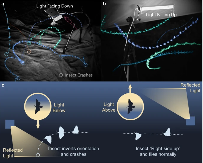A1Exterminators's tweet image. 🔦 Wonder why insects flock to lights like moths to a flame? Insects get disoriented by artificial light, mistaking it for celestial bodies. It&apos;s called phototaxis. A1 can help keep bugs at bay! #A1Exterminators #LightAttraction #StayBugFree 🚫🐜 npmapestology.com/2024/02/15/why…
