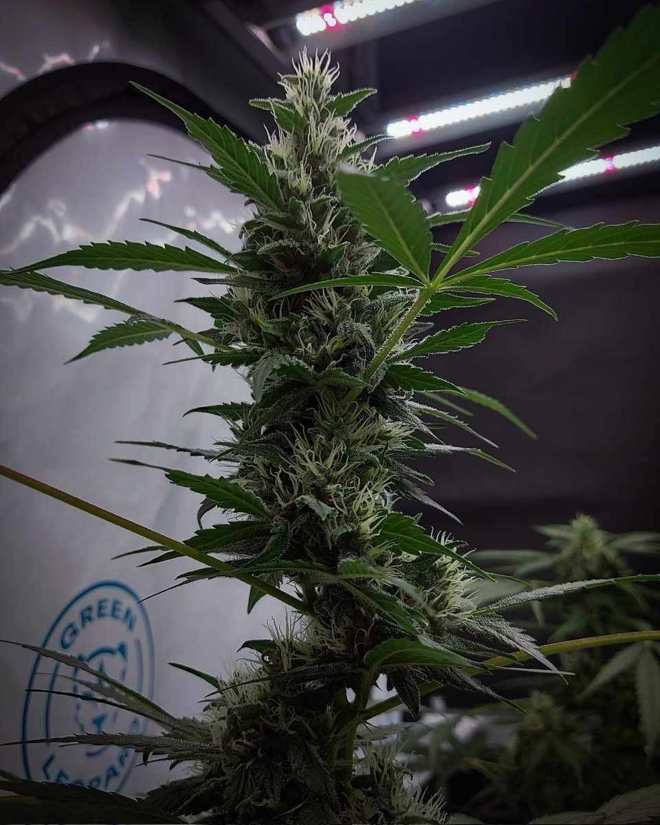 Black Skittlez Auto grown with Green Leopard G630 & Sea of Beam™ 💚

#GreenLeopard #GrowYourOwn #Cannabis #Marijuana #WeedLife #StonerFam #LegalizeIt