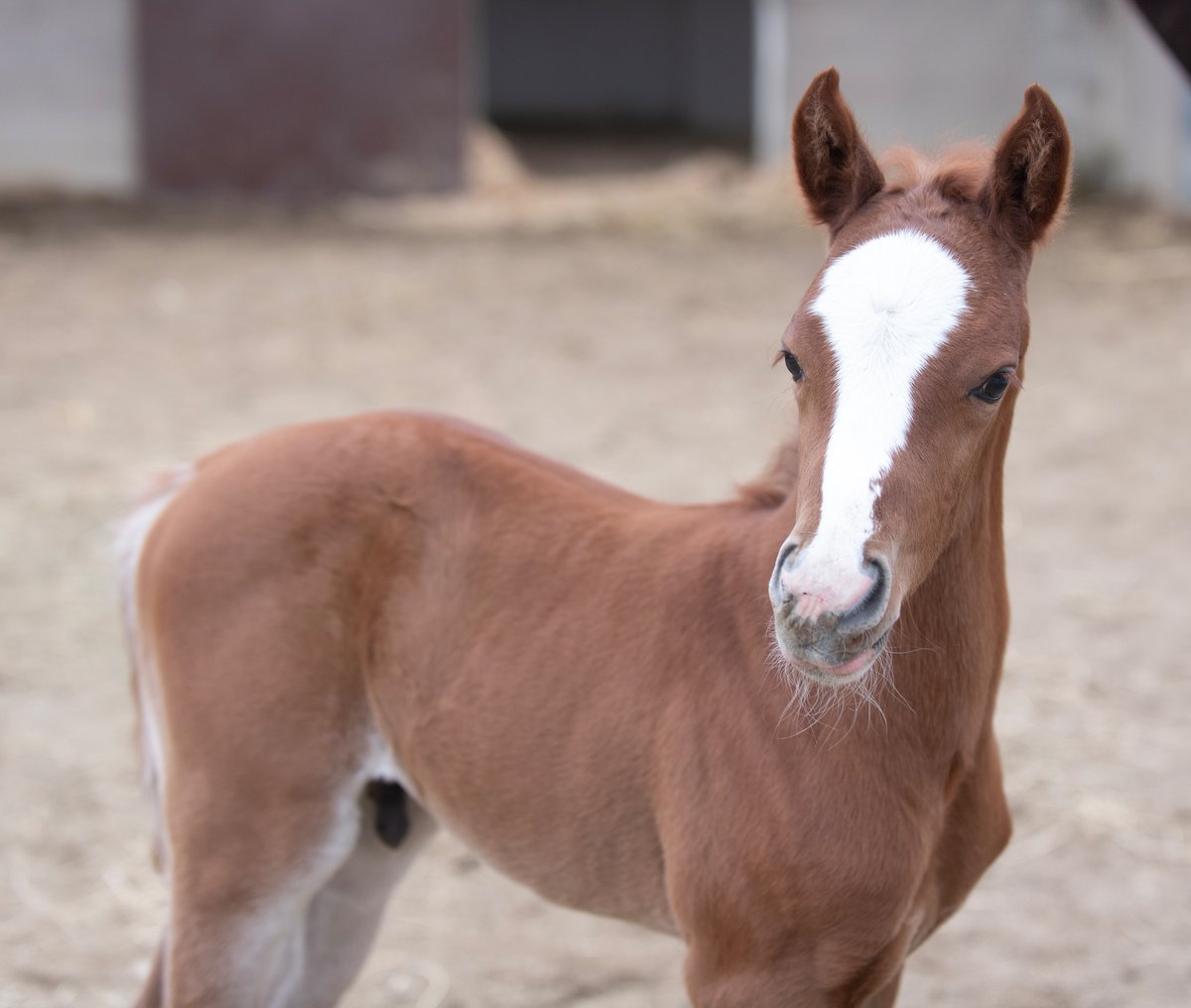 calpolypomona's tweet photo. Foaling season continues at the W.K Kellogg Arabian Horse Center!  #FoalFriday

Meet Julio, a colt and our 2nd foal born in 2024 to mother CP Visionaire.🐴💚💛

Learn more about the longest continuous Arabian horse breeding program in the USA: https://t.co/nKUpRsgVwa https://t.co/FZIUyz5cPU