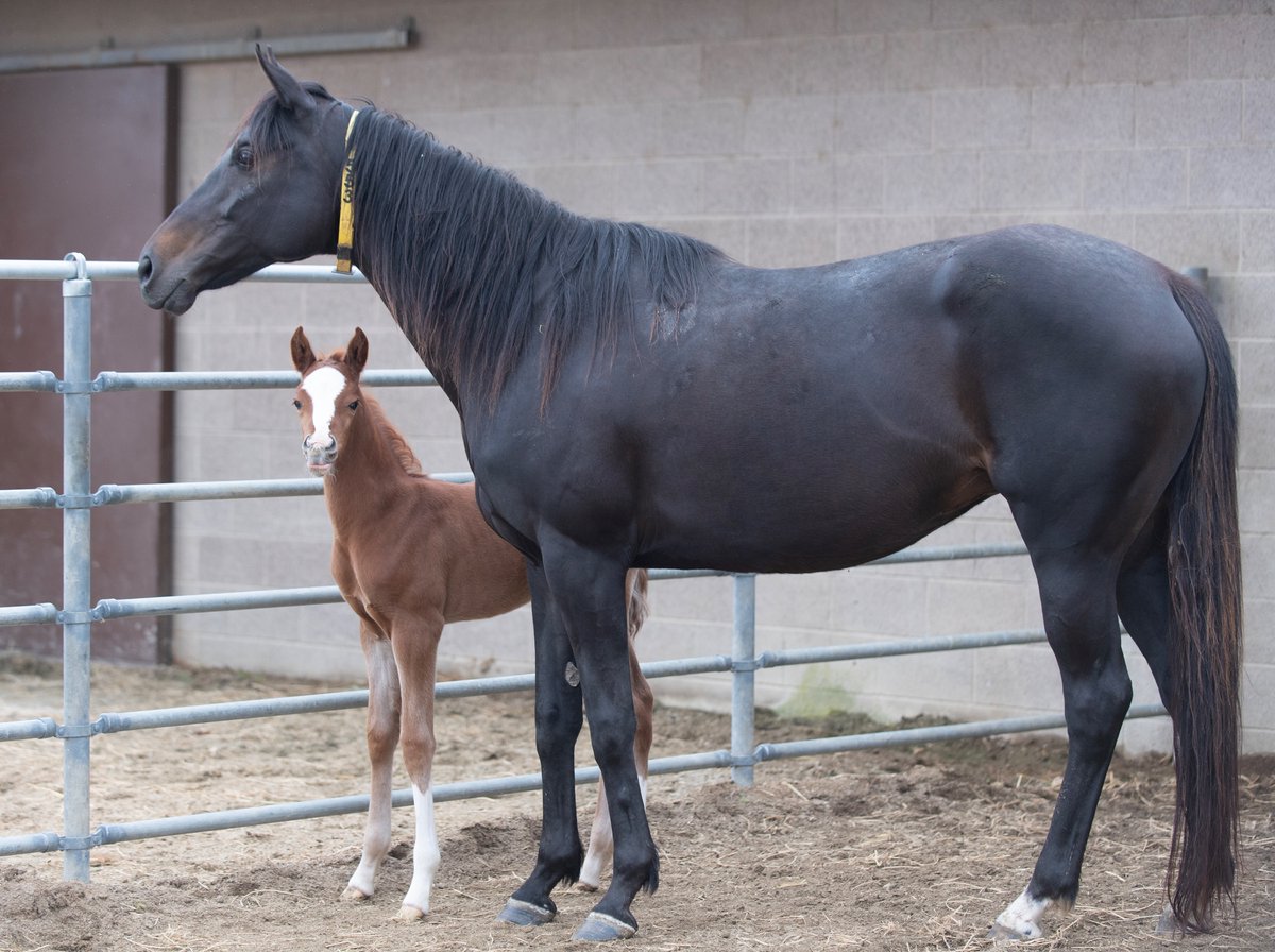 Foaling season continues at the W.K Kellogg Arabian Horse Center! #FoalFriday Meet Julio, a colt and our 2nd foal born in 2024 to mother CP Visionaire.🐴💚💛 Learn more about the longest continuous Arabian horse breeding program in the USA: broncomag.cpp.edu/article/foal-w…
