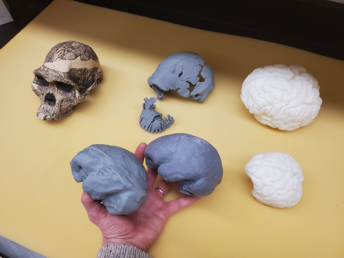 Virtual reconstruction and 3D print of the brain endocast of 300,000 year old Homo naledi #Fossil